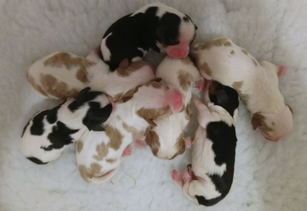 Chiot Cavalier King Charles Spaniel De castel peyrac
