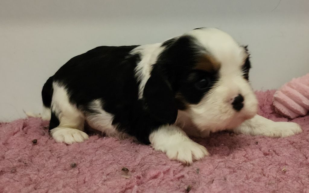 De castel peyrac - Chiots disponibles - Cavalier King Charles Spaniel