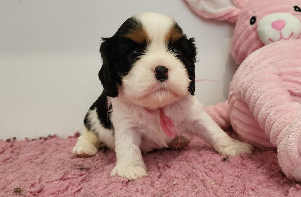 De castel peyrac - Chiots disponibles - Cavalier King Charles Spaniel