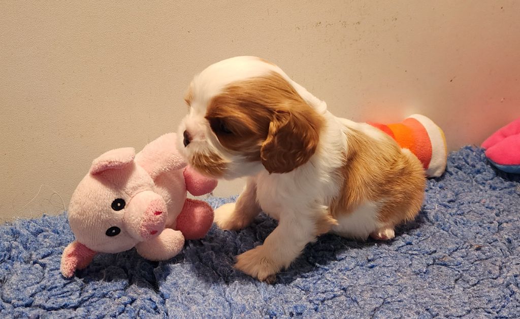 De castel peyrac - Chiots disponibles - Cavalier King Charles Spaniel