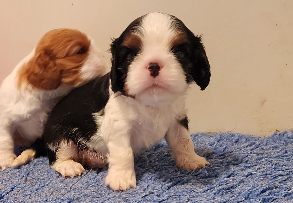De castel peyrac - Chiots disponibles - Cavalier King Charles Spaniel