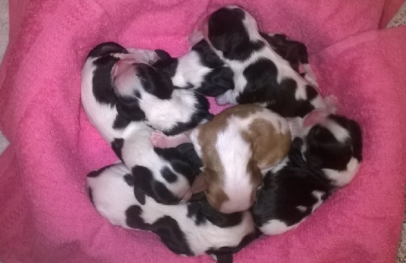 Chiot Cavalier King Charles Spaniel De castel peyrac
