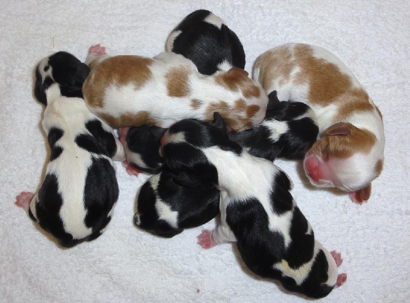 Chiot Cavalier King Charles Spaniel De castel peyrac