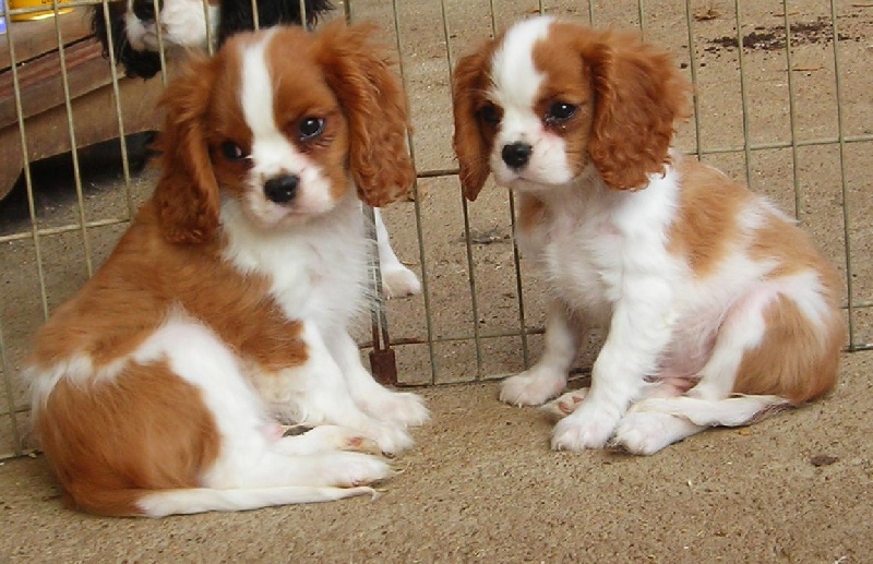Chiot Cavalier King Charles Spaniel De castel peyrac