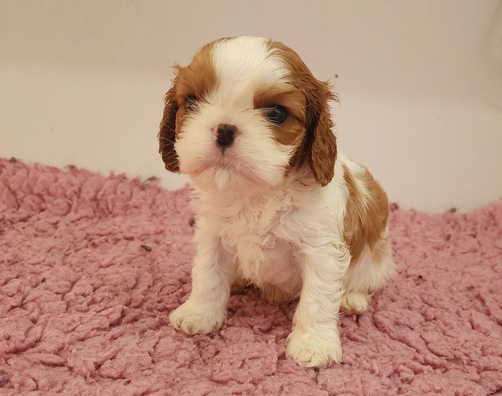 De castel peyrac - Chiots disponibles - Cavalier King Charles Spaniel
