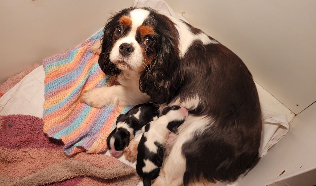 Chiot Cavalier King Charles Spaniel De castel peyrac