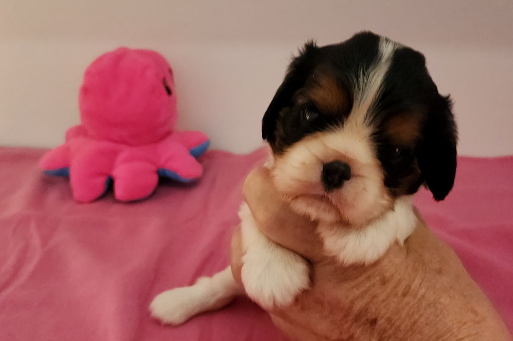 De castel peyrac - Chiots disponibles - Cavalier King Charles Spaniel