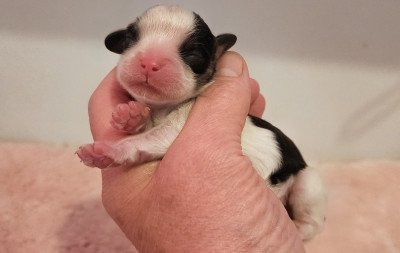 Chiot N°1