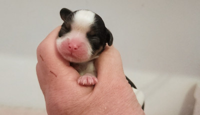 Chiot N°4