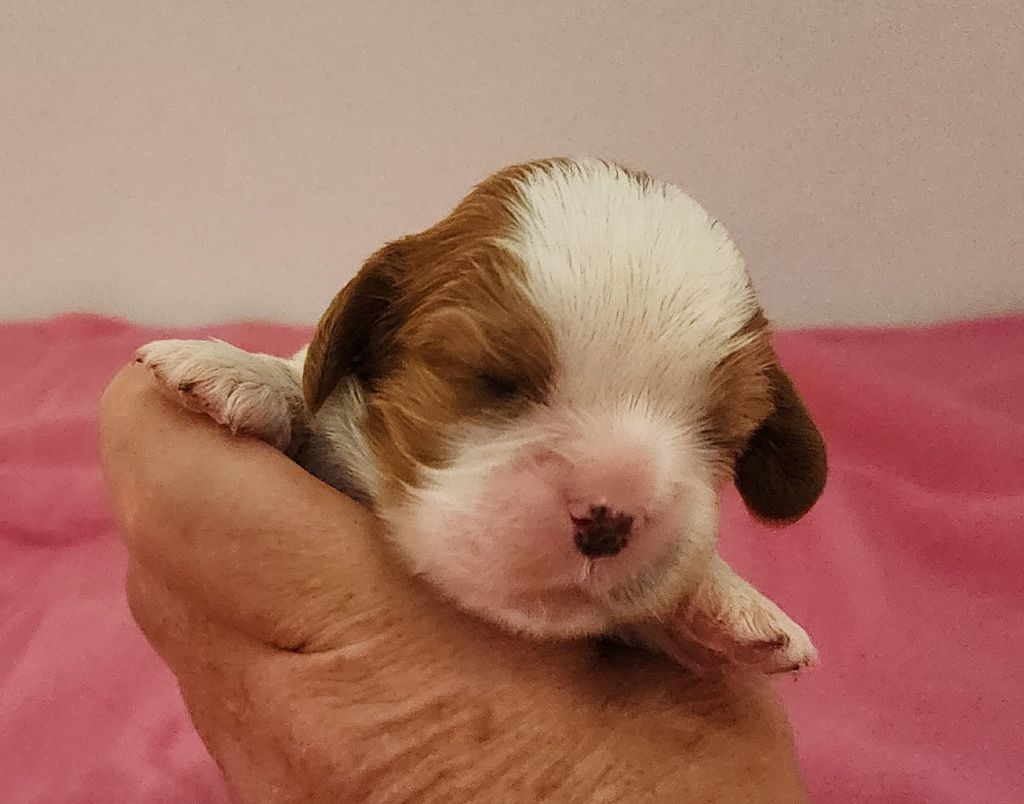 De castel peyrac - Chiots disponibles - Cavalier King Charles Spaniel