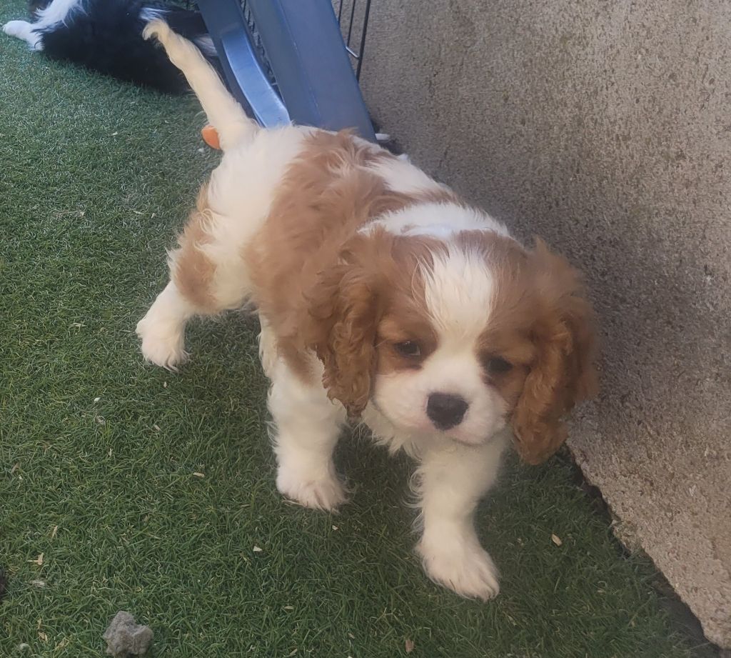 Chiot Cavalier King Charles Spaniel De castel peyrac