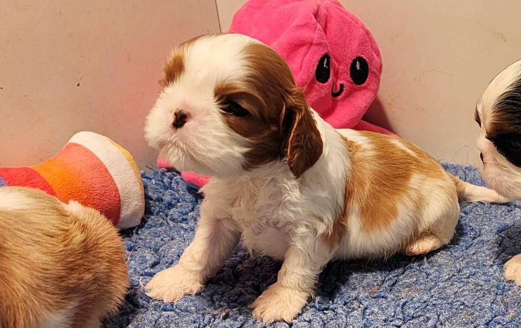 De castel peyrac - Chiots disponibles - Cavalier King Charles Spaniel