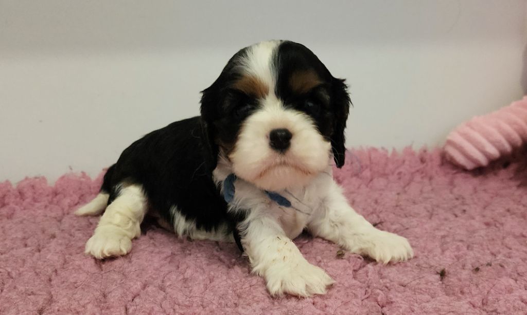 De castel peyrac - Chiots disponibles - Cavalier King Charles Spaniel