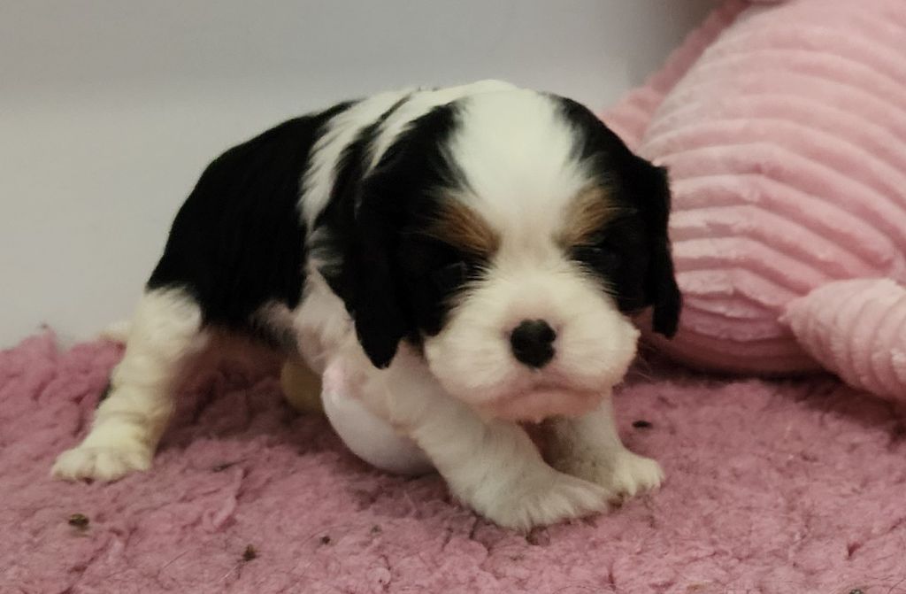 De castel peyrac - Chiots disponibles - Cavalier King Charles Spaniel