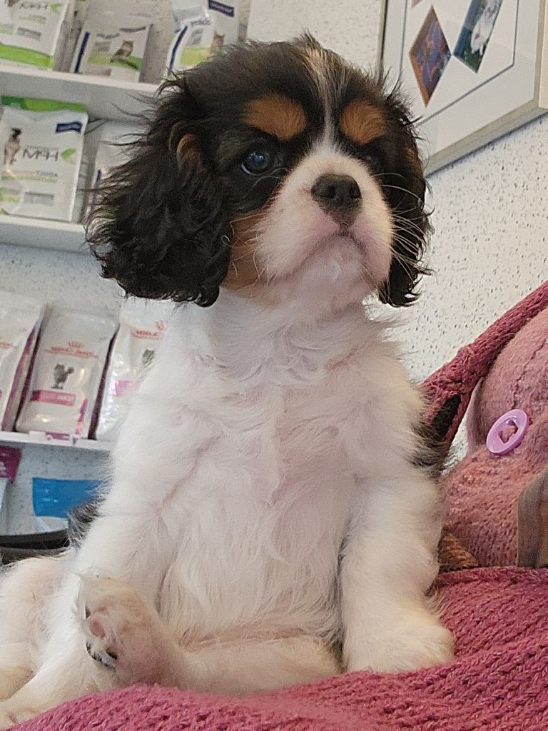 De castel peyrac - Chiots disponibles - Cavalier King Charles Spaniel