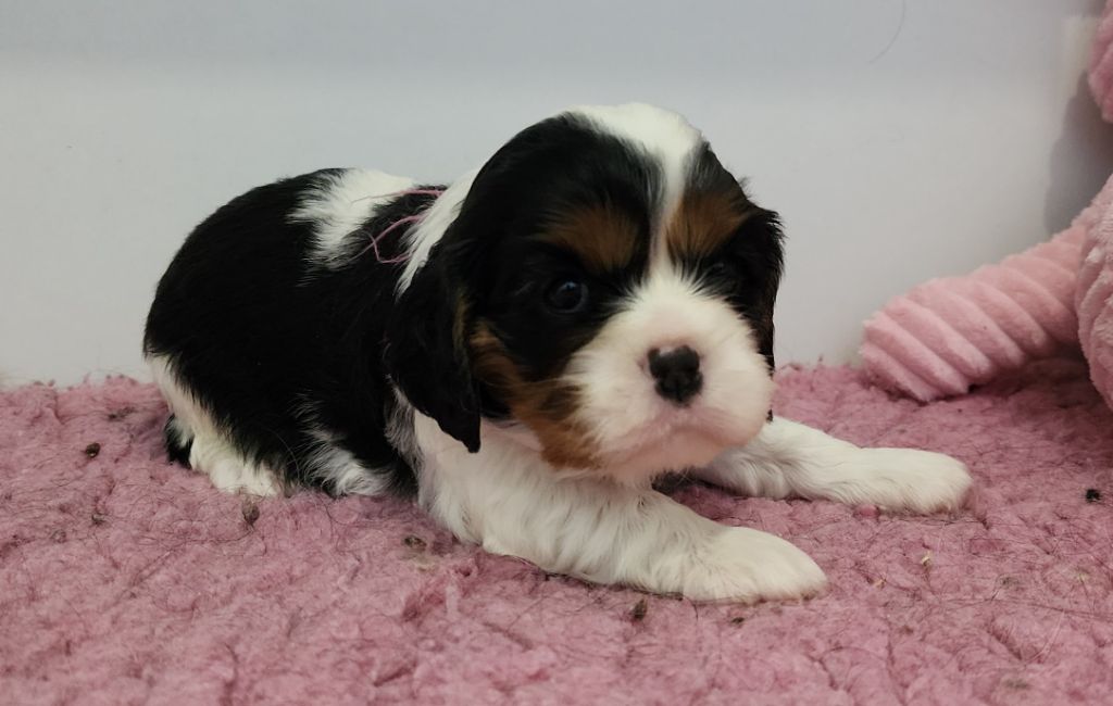 De castel peyrac - Chiots disponibles - Cavalier King Charles Spaniel