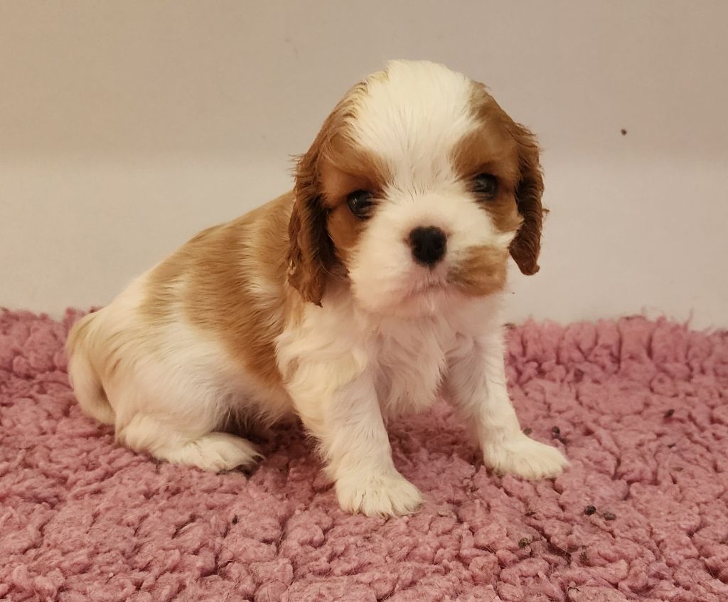 De castel peyrac - Chiots disponibles - Cavalier King Charles Spaniel