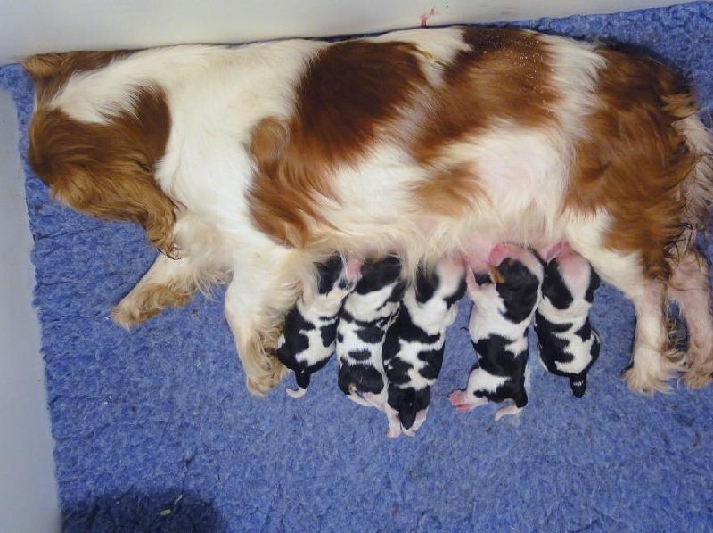 Chiot Cavalier King Charles Spaniel De castel peyrac