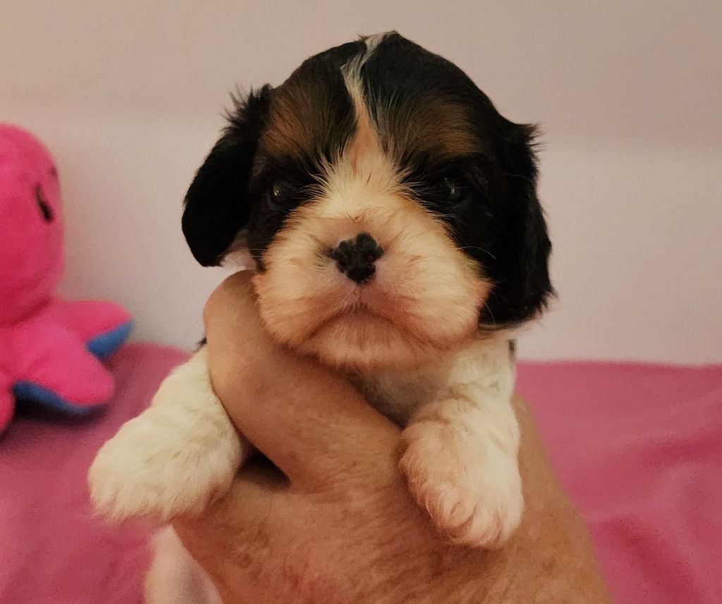 De castel peyrac - Chiots disponibles - Cavalier King Charles Spaniel