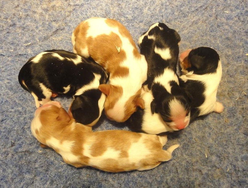Chiot Cavalier King Charles Spaniel De castel peyrac
